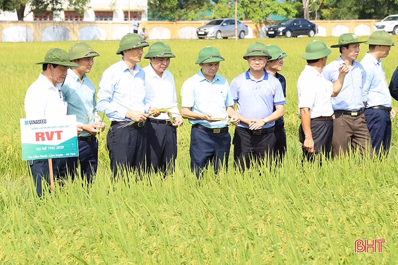 Xây dựng chuỗi sản phẩm OCOP lúa gạo hữu cơ thương hiệu Hà Tĩnh