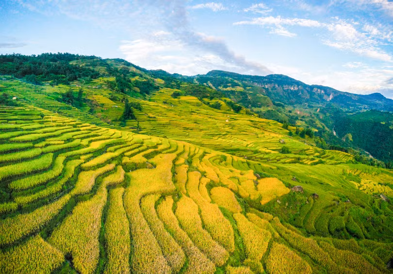 “Mùa vàng” Y Tý nhìn từ camera bay