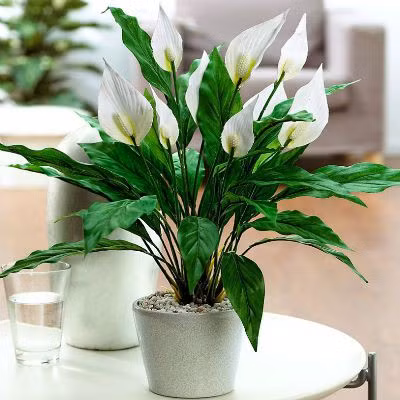 Những loại cây trồng trong nhà tốt cho phong thủy, vừa thanh lọc không khí