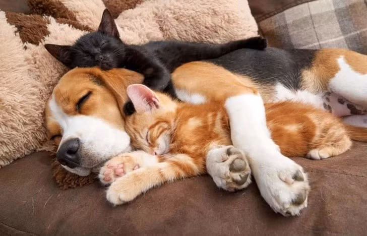 “Tan chảy” với khoảnh khắc thân thiết của chó và mèo