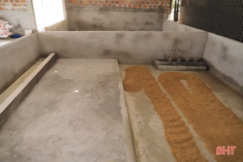 Nông dân Hương Sơn hợp tác với Tập đoàn Quế Lâm chăn nuôi lợn hữu cơ