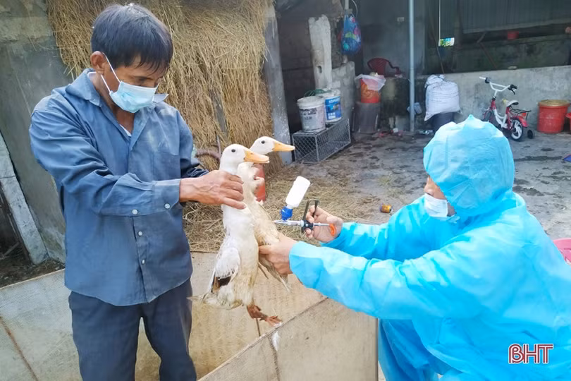 Phát huy lợi thế, Lộc Hà hướng tới mục tiêu tăng đàn gia cầm lên 415 nghìn con