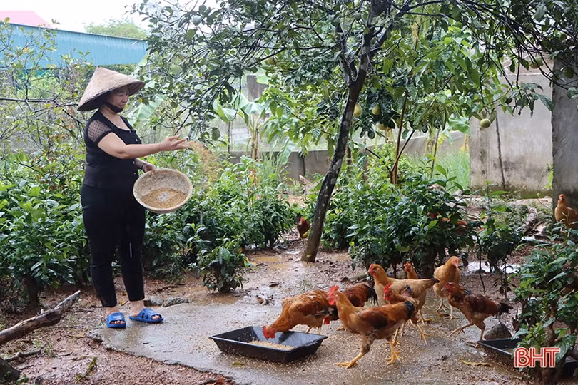 Nuôi gà đồi, xã miền núi ở Cẩm Xuyên phát triển kinh tế bền vững