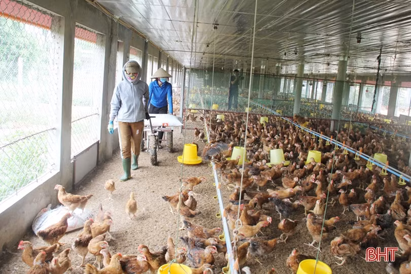Phát huy lợi thế, Lộc Hà hướng tới mục tiêu tăng đàn gia cầm lên 415 nghìn con