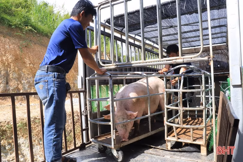 Nông dân Hương Sơn hợp tác với Tập đoàn Quế Lâm chăn nuôi lợn hữu cơ