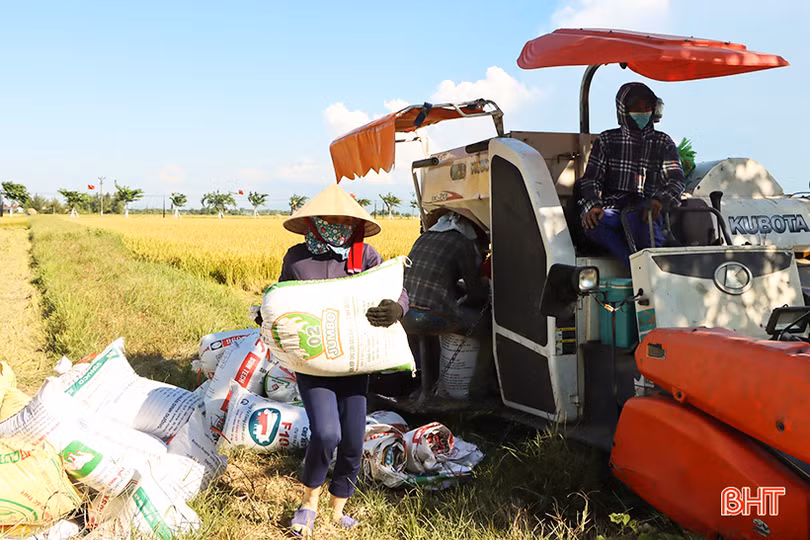 Nông dân vựa lúa lớn nhất Hà Tĩnh nhanh tay thu hoạch vụ hè thu
