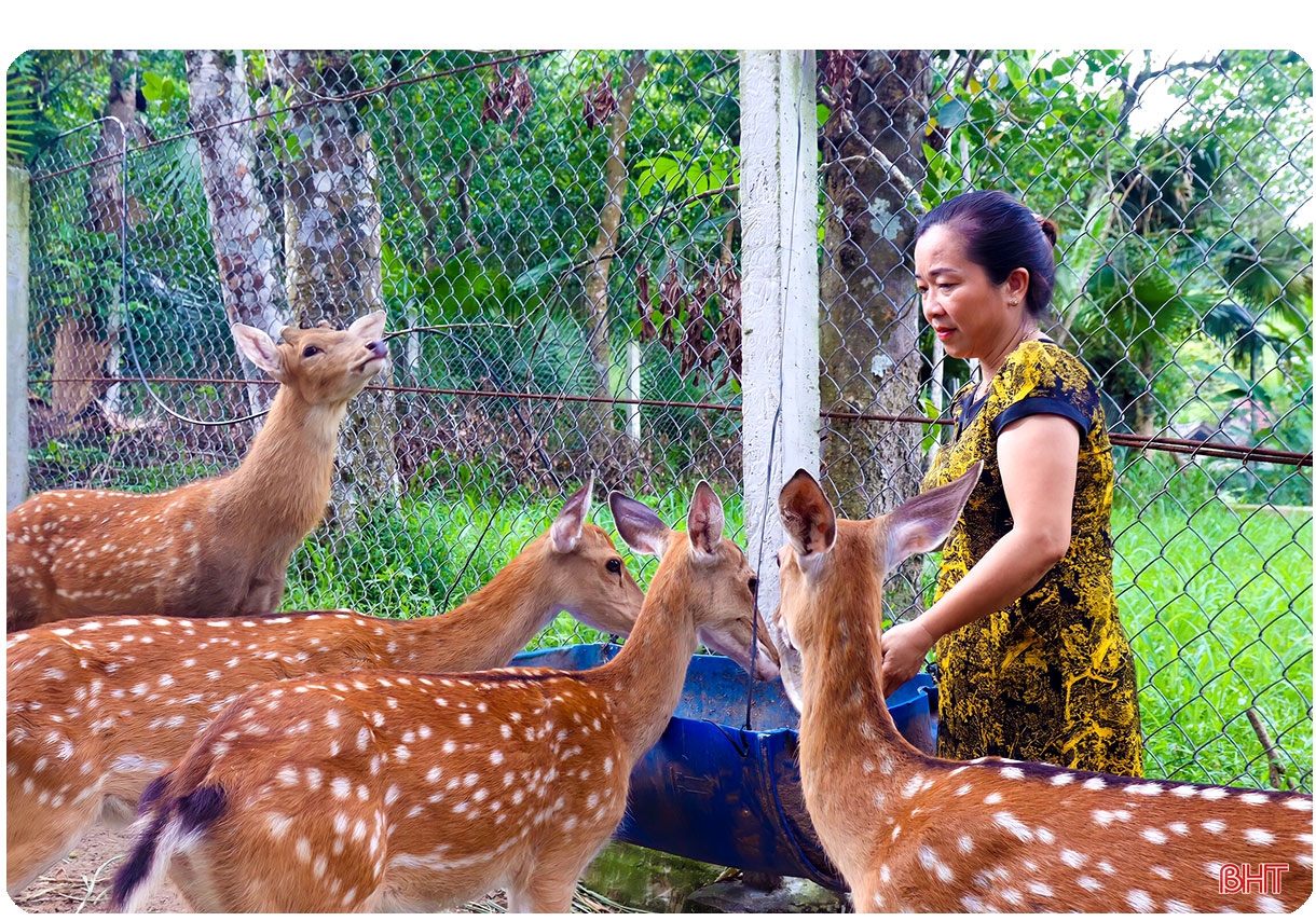 Chuyện “Nông dân Việt Nam xuất sắc” làm giàu từ hươu sao ở Hà Tĩnh