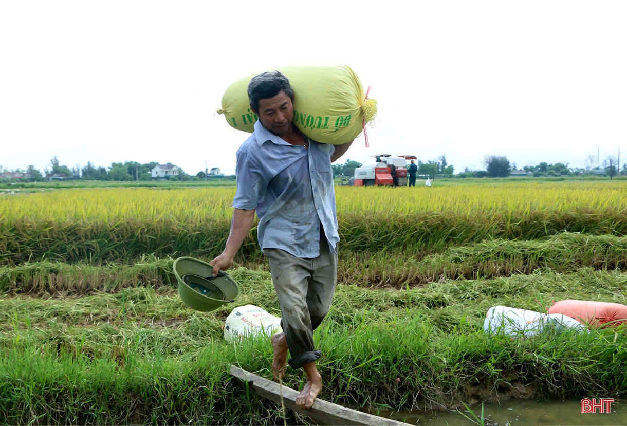 Mùa gặt nắng vàng!