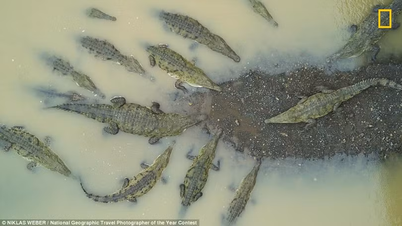 Ngắm những bức ảnh tuyệt đẹp của cuộc thi ảnh Nat Geo