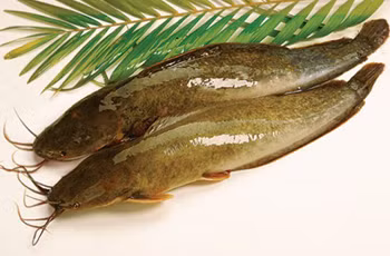 Cá trê - Bổ thận, dưỡng huyết