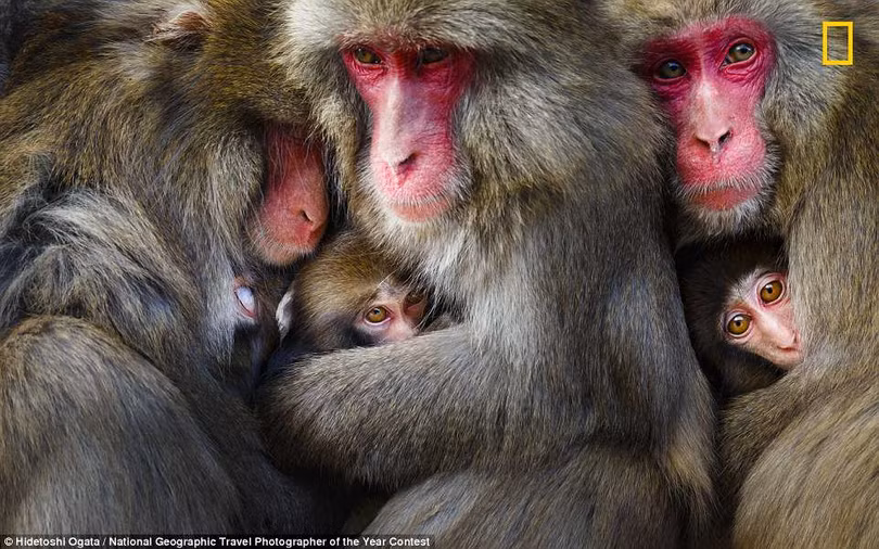 Ngắm những bức ảnh tuyệt đẹp của cuộc thi ảnh Nat Geo