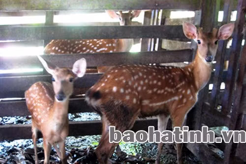 Những đàn hươu vàng đang thực sự góp phần làm cho cuộc sống người nông dân Hương Sơn ngày càng no ấm Những đàn hươu vàng đang thực sự góp phần làm cho cuộc sống người nông dân Hương Sơn ngày càng no ấm
