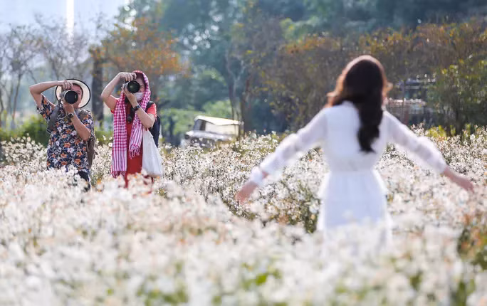 Thướt tha tà áo dài bên cúc hoạ mi đầu mùa