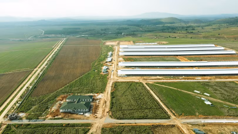 Đàn bò 8.000 con đầu tiên tại tổ hợp trang trại của Vinamilk ở Lào sẽ cho sữa vào đầu năm 2022