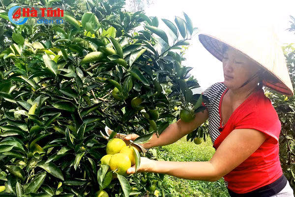 cam gion thuong loc tieng lanh don xa khach san tan vuon