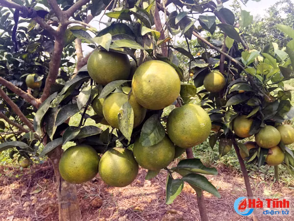 cam gion thuong loc tieng lanh don xa khach san tan vuon