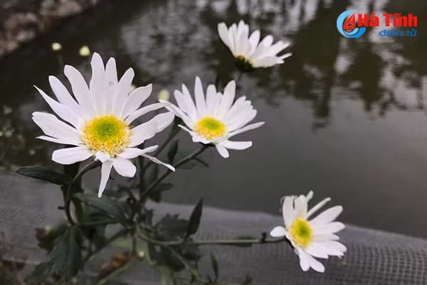 nguoi ha tinh xon xao cho don mua cuc hoa mi