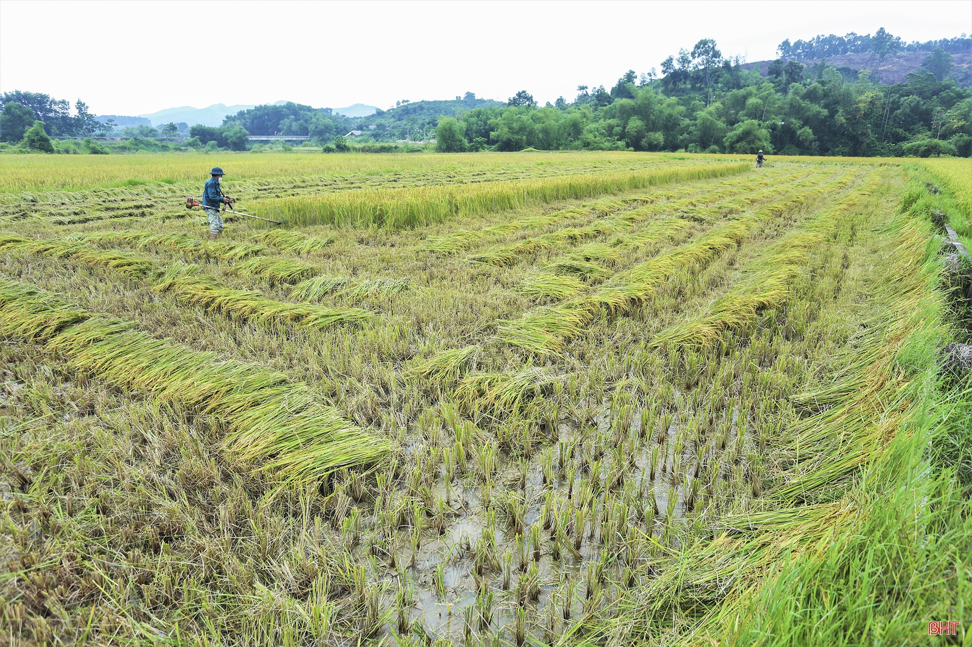 Về nơi nông dân chỉ có thể dùng máy gặt tay thu hoạch lúa ở Hà Tĩnh