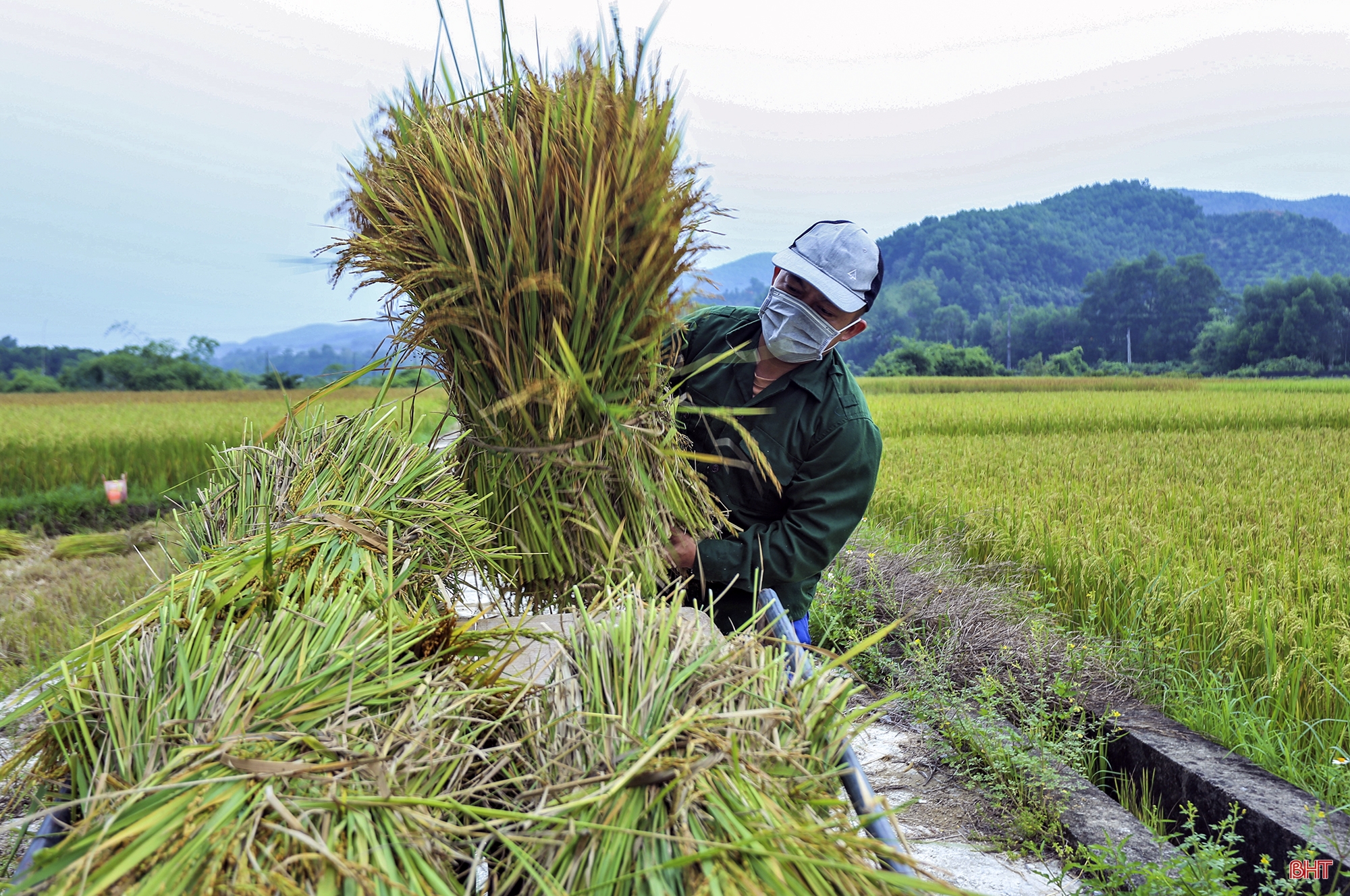 Về nơi nông dân chỉ có thể dùng máy gặt tay thu hoạch lúa ở Hà Tĩnh