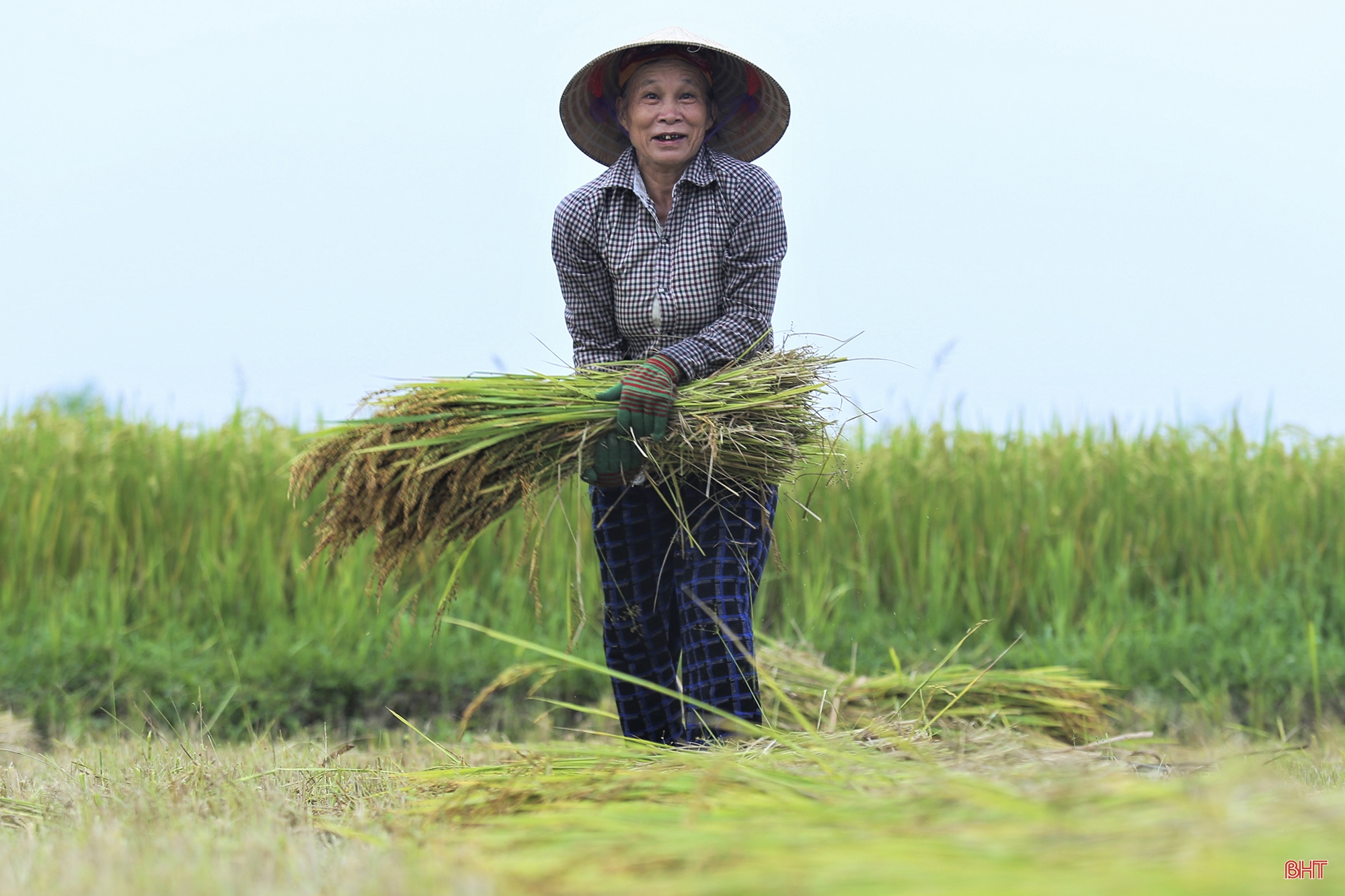 Về nơi nông dân chỉ có thể dùng máy gặt tay thu hoạch lúa ở Hà Tĩnh