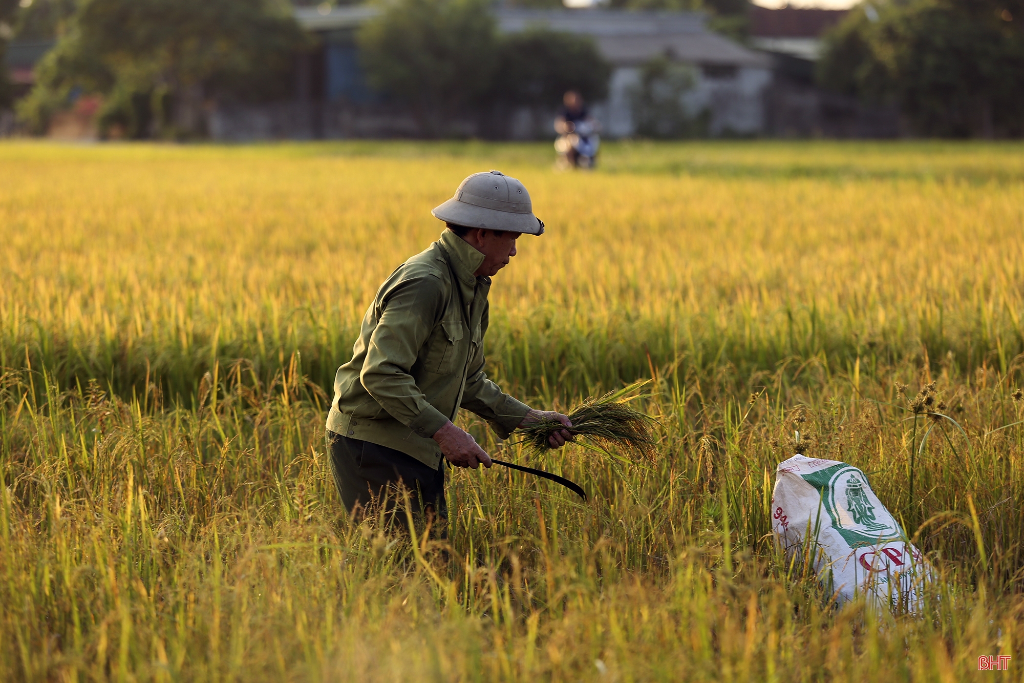 Về nơi nông dân chỉ có thể dùng máy gặt tay thu hoạch lúa ở Hà Tĩnh