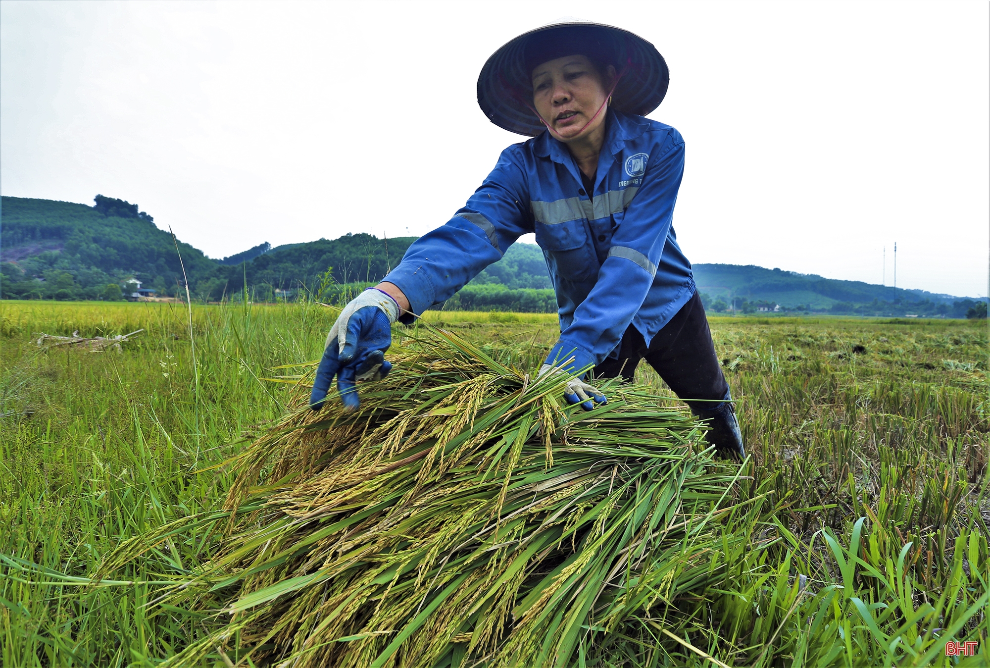Về nơi nông dân chỉ có thể dùng máy gặt tay thu hoạch lúa ở Hà Tĩnh
