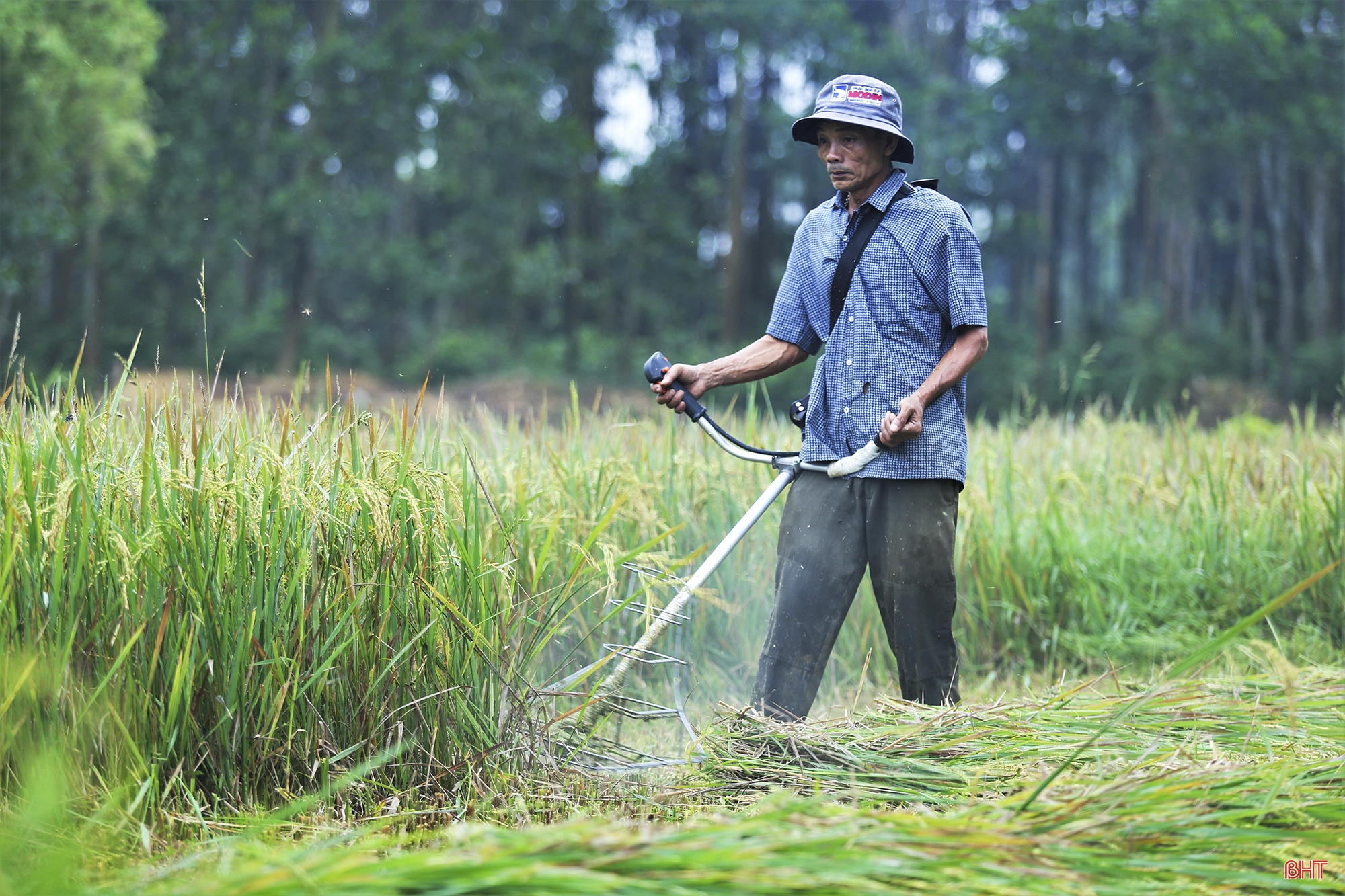 Về nơi nông dân chỉ có thể dùng máy gặt tay thu hoạch lúa ở Hà Tĩnh