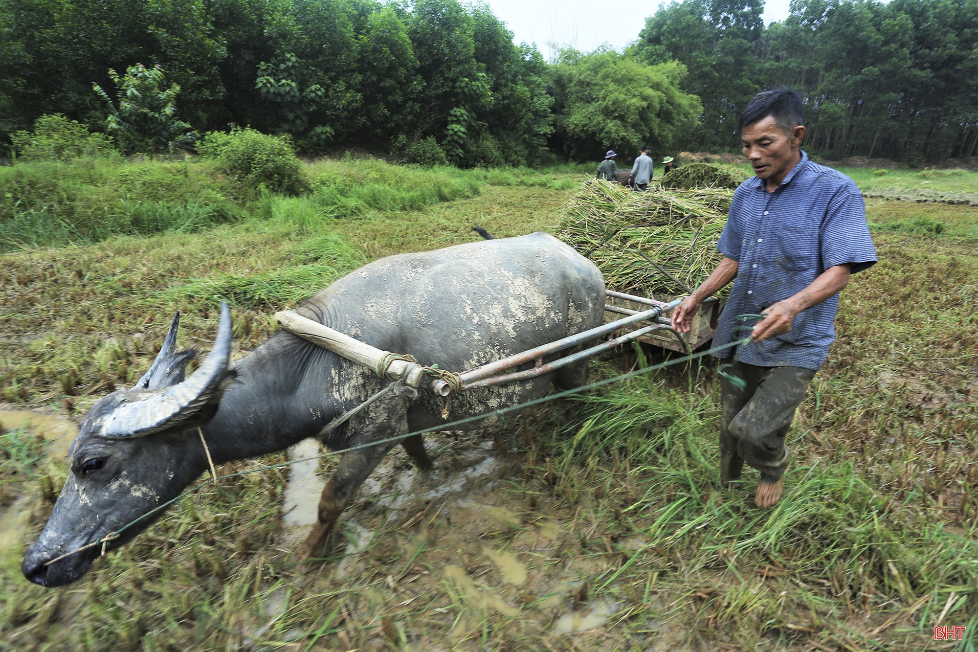 Về nơi nông dân chỉ có thể dùng máy gặt tay thu hoạch lúa ở Hà Tĩnh