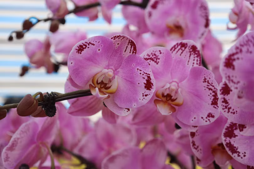 Muôn sắc lan hồ điệp “xuống phố” đón tết Nhâm Dần
