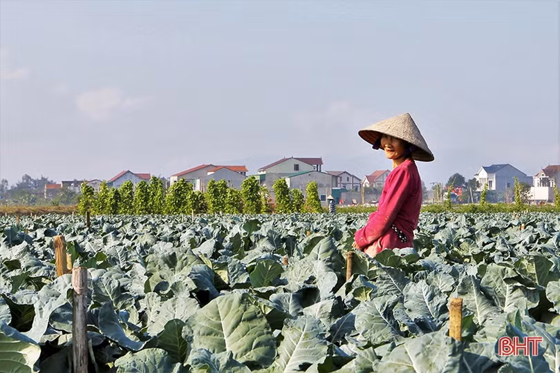 Mùa vui trên những cánh đồng Đức Thọ