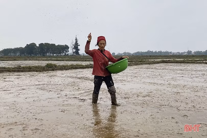 Thời tiết thuận lợi, nông dân Hà Tĩnh tập trung gieo cấy lúa xuân