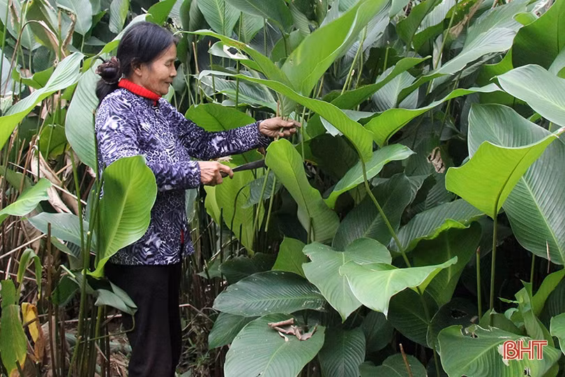 “Thủ phủ” lá dong Yên Sơn tất bật vào mùa thu hoạch