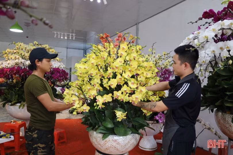 Muôn sắc lan hồ điệp “xuống phố” đón tết Nhâm Dần