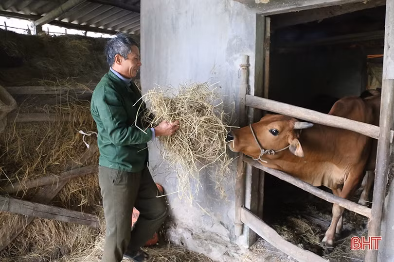 Nhiệt độ giảm sâu, nông dân Hà Tĩnh chủ động phòng đói, rét cho đàn vật nuôi