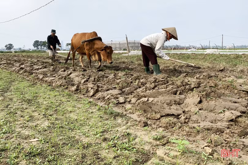Tết gần từ những làng rau màu ven đô ở Hà Tĩnh