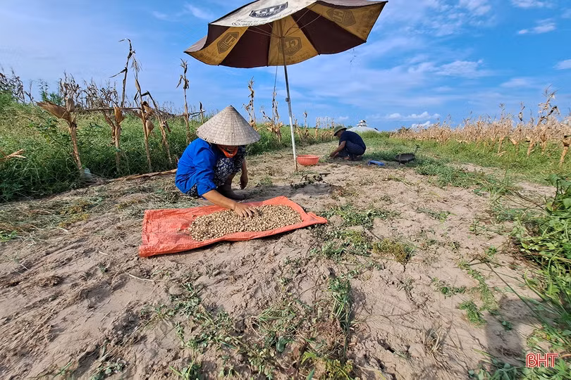 Hành tăm Nghi Xuân được mùa, giá tăng gần gấp đôi