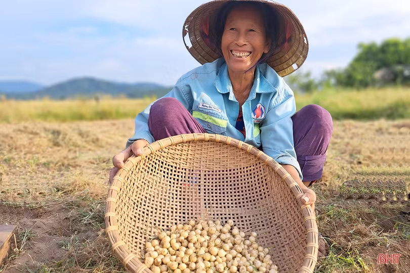 Hành tăm Nghi Xuân được mùa, giá tăng gần gấp đôi