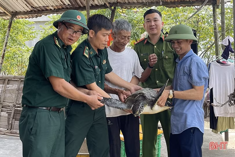 Thả cá thể rùa quý hiếm nặng hơn 20 kg về lại biển khơi