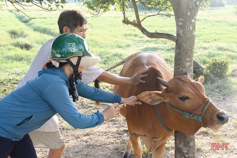 Tiêm phòng bổ sung vắc-xin lở mồm long móng và tụ huyết trùng gia súc