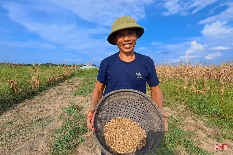 Hành tăm Nghi Xuân được mùa, giá tăng gần gấp đôi
