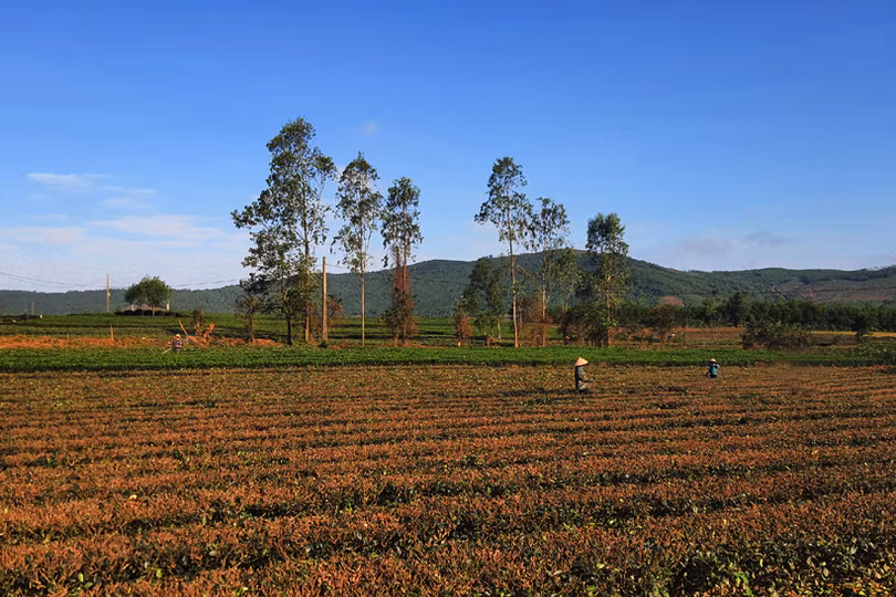 Đồi chè vùng thượng Kỳ Anh “ngủ đông” chờ ngày bung búp