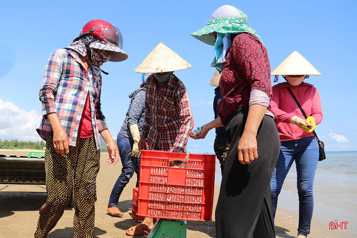 Ngư dân phía Nam Hà Tĩnh được mùa cá cơm, ruốc biển