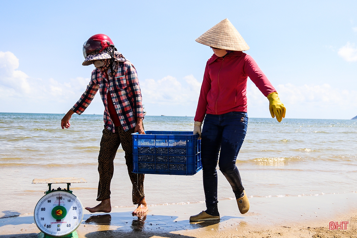 Ngư dân phía Nam Hà Tĩnh được mùa cá cơm, ruốc biển