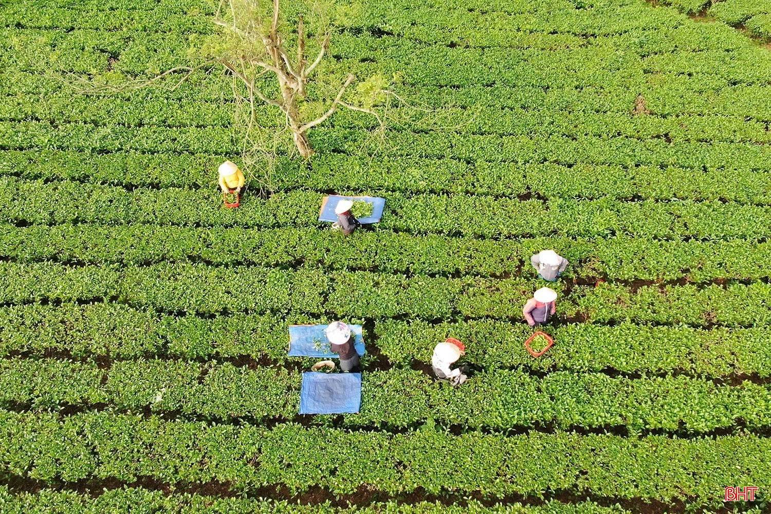 bqbht_br_dji-0541.jpg