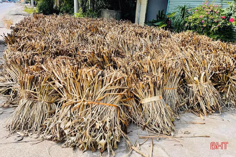 Nông dân Hà Tĩnh phấn khởi thu lợi từ... bèo tây