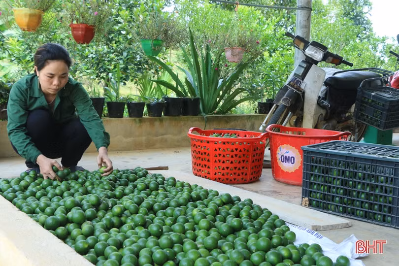 Chanh Vũ Quang sai quả nhưng lại... “rớt” giá, ế hàng do ảnh hưởng dịch Covid-19