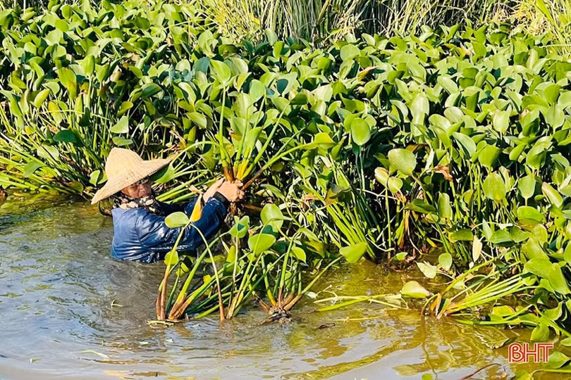 Nông dân Hà Tĩnh phấn khởi thu lợi từ... bèo tây