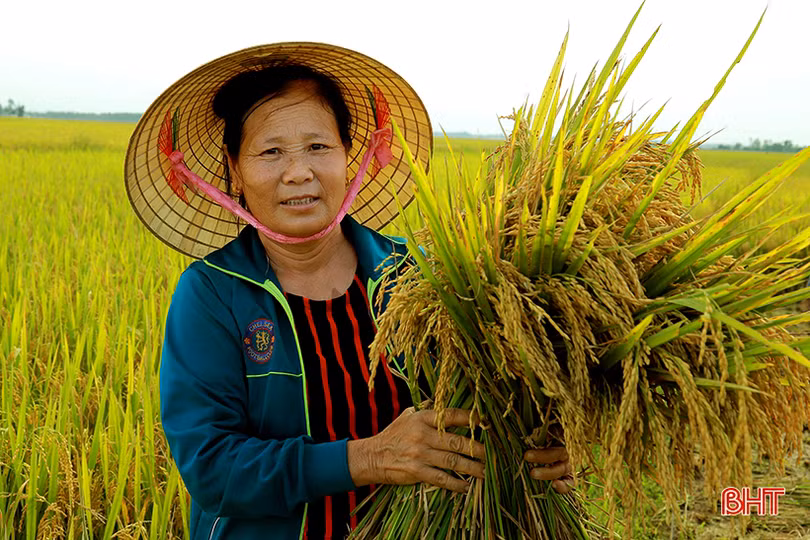 Niềm vui mùa gặt