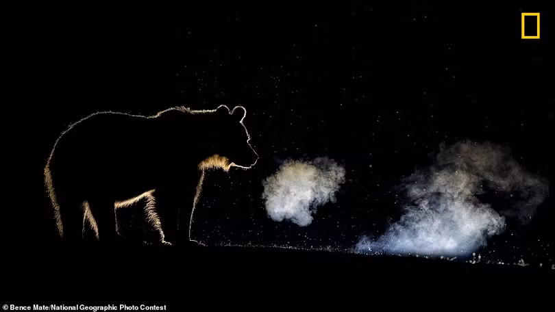 Ngất ngây ảnh đẹp dự thi National Geographic Photo Contest 2018
