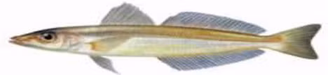 Cá Đục